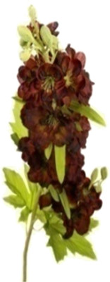 53% OFF on Flowers Forever Single Larkspur Brown Assorted Artificial Flower 53% OFF on Flowers Forever Single Larkspur Brown Assorted Artificial Flower