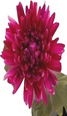 59% OFF on Flowers Forever Single Mum Pink Assorted Artificial Flower