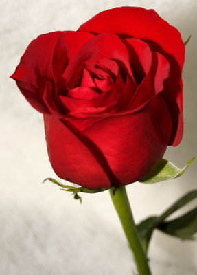 31% OFF on E-Plant Red Rose Artificial Flower