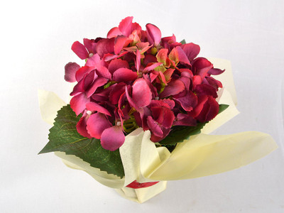 66% OFF on Ginni Bloom Maroon Assorted Artificial Flower with Pot 66% OFF on Ginni Bloom Maroon Assorted Artificial Flower with Pot