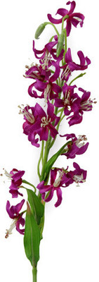 40% OFF on Gifts By Meeta Pink Orchids Artificial Flower 40% OFF on Gifts By Meeta Pink Orchids Artificial Flower