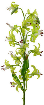 40% OFF on Gifts By Meeta Green Orchids Artificial Flower 40% OFF on Gifts By Meeta Green Orchids Artificial Flower