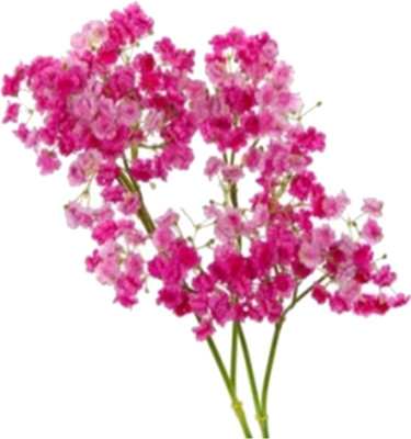 53% OFF on Flowers Forever 5 Heads Single Star White Assorted Artificial Flower