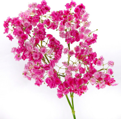 53% OFF on Flowers Forever 5 Head Single Star Flower Pink Assorted Artificial Flower 53% OFF on Flowers Forever 5 Head Single Star Flower Pink Assorted Artificial Flower