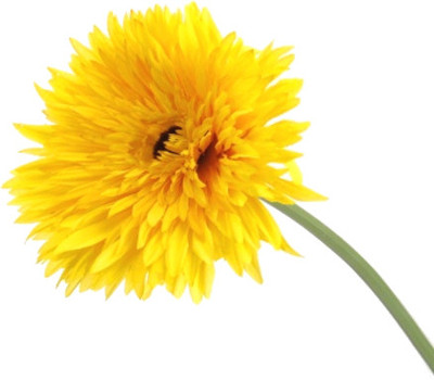 53% OFF on Flowers Forever Single Big Daisy Yellow Assorted Artificial Flower