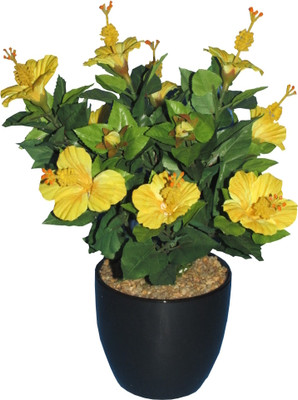 50% OFF on Fourwalls Mini Hibisicus Bonsai Assorted Artificial Plant with Pot 50% OFF on Fourwalls Mini Hibisicus Bonsai Assorted Artificial Plant with Pot