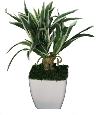53% OFF on PolliNation White Green Dracaena with Pot Wild Plant Artificial Plant with Pot