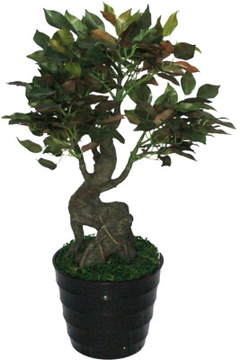 56% OFF on PolliNation Capensia Ficus With Pot Assorted Artificial Plant with Pot 56% OFF on PolliNation Capensia Ficus With Pot Assorted Artificial Plant with Pot