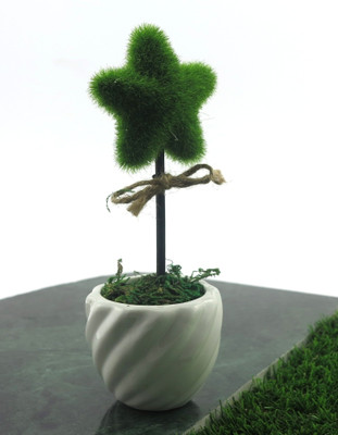 Importwala Decorative Star Pot With Stick Bonsai Assorted Artificial Plant with Pot Importwala Decorative Star Pot With Stick Bonsai Assorted Artificial Plant with Pot