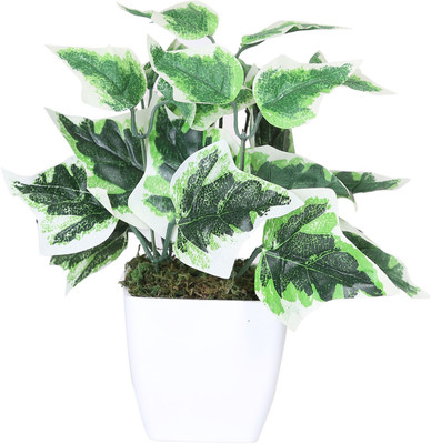 50% OFF on Evergreen Assorted Artificial Plant with Pot 50% OFF on Evergreen Assorted Artificial Plant with Pot