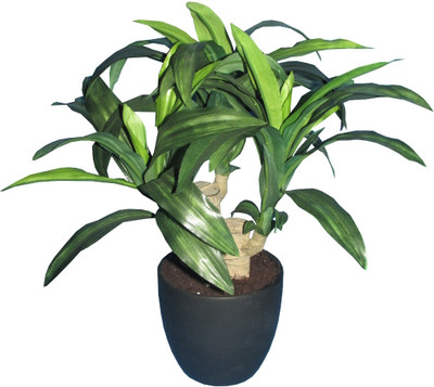 50% OFF on Fourwalls Drycinia Bonsai Assorted Artificial Plant with Pot 50% OFF on Fourwalls Drycinia Bonsai Assorted Artificial Plant with Pot