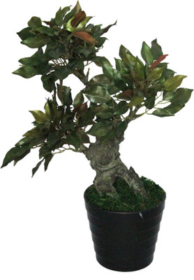 56% OFF on PolliNation Capensia Ficus With Pot Assorted Artificial Plant with Pot 56% OFF on PolliNation Capensia Ficus With Pot Assorted Artificial Plant with Pot