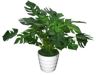 40% OFF on PolliNation Green Monstera With Pot Assorted Artificial Plant with Pot 40% OFF on PolliNation Green Monstera With Pot Assorted Artificial Plant with Pot
