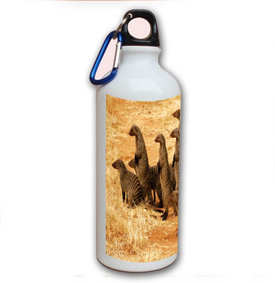 70% OFF on Amy Meerkat 500 ml Bottle 70% OFF on Amy Meerkat 500 ml Bottle