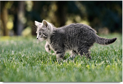 34% OFF on Cat runing Paper Print