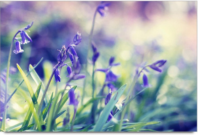 34% OFF on Flawer Art Paper Print 34% OFF on Flawer Art Paper Print