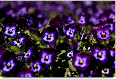 34% OFF on Colorful Flawers Paper Print 34% OFF on Colorful Flawers Paper Print