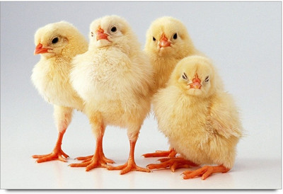 75% OFF on Cute Birds 45 Paper Print 75% OFF on Cute Birds 45 Paper Print