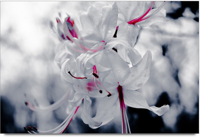 75% OFF on White Flawers Paper Print 75% OFF on White Flawers Paper Print