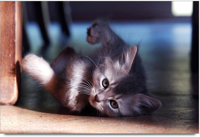 34% OFF on Cute cat Paper Print 34% OFF on Cute cat Paper Print