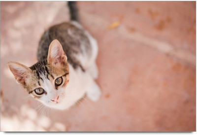 75% OFF on Cat Jumping Paper Print