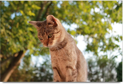 75% OFF on Cat 5 Paper Print