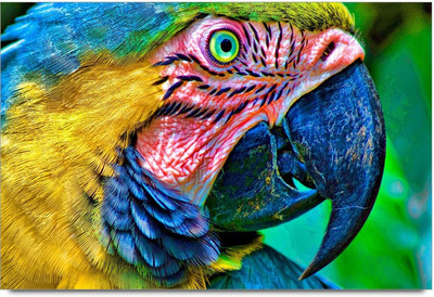 34% OFF on Beautiful Golden Macaw Paper Print 34% OFF on Beautiful Golden Macaw Paper Print