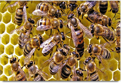 34% OFF on Bee Family Paper Print 34% OFF on Bee Family Paper Print