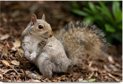 34% OFF on Squirrel 3 Paper Print 34% OFF on Squirrel 3 Paper Print