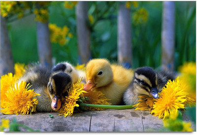 34% OFF on Coloful Birds Paper Print