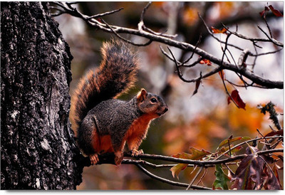 34% OFF on Squirrel Paper Print 34% OFF on Squirrel Paper Print