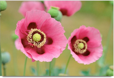 34% OFF on Cool Flawers Paper Print 34% OFF on Cool Flawers Paper Print