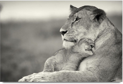 75% OFF on Tiger Safe Own Baby Paper Print 75% OFF on Tiger Safe Own Baby Paper Print