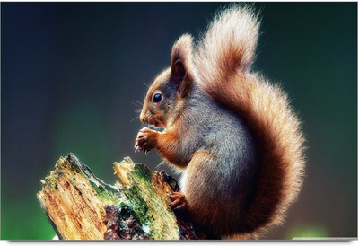 34% OFF on Squirrel 2 Paper Print 34% OFF on Squirrel 2 Paper Print