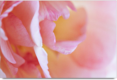 34% OFF on 3d Flawers Paper Print 34% OFF on 3d Flawers Paper Print