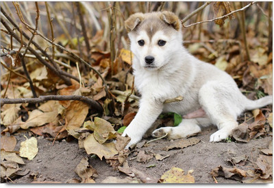 75% OFF on Cute Dog 2 Paper Print 75% OFF on Cute Dog 2 Paper Print