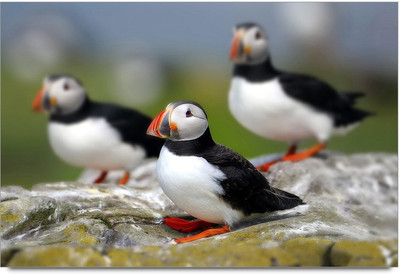 75% OFF on Cute Birds Paper Print