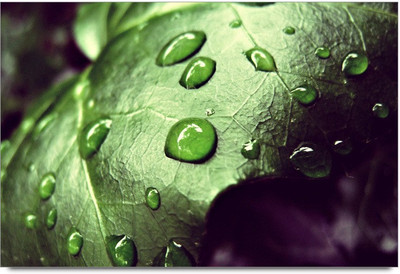 75% OFF on 3D Water Leaf Paper Print 75% OFF on 3D Water Leaf Paper Print