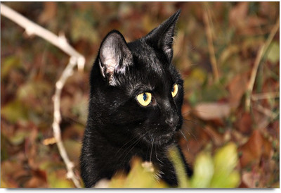 34% OFF on Black Cat Paper Print