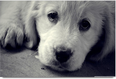 75% OFF on Dog Paper Print 75% OFF on Dog Paper Print