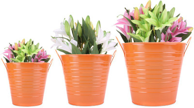 18% OFF on Blessed Garden Plant Container Set Pack of 3, Metal 18% OFF on Blessed Garden Plant Container Set Pack of 3, Metal