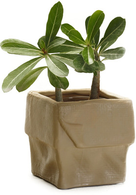 50% OFF on Aapno Rajasthan Plant Container