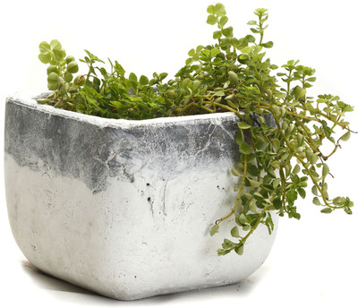 31% OFF on Aapno Rajasthan Plant Container