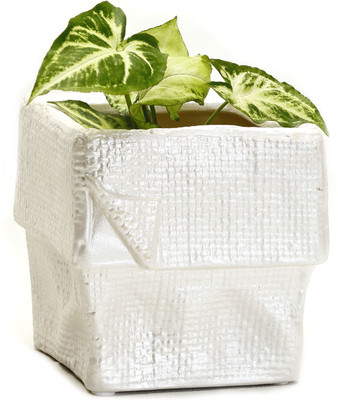 33% OFF on Aapno Rajasthan Plant Container