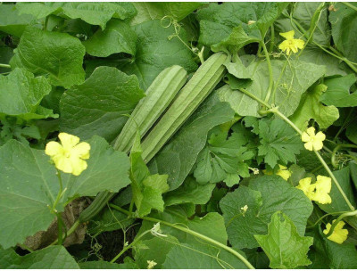 Agricart AGRI204 Ridgegourd-Luffa Seed 50 per packet Agricart AGRI204 Ridgegourd-Luffa Seed 50 per packet