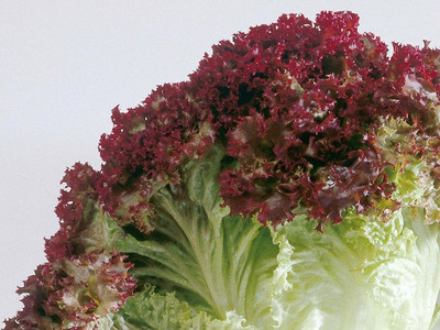 69% OFF on E-plant Lettuce red seeds Lettuce red Seed 50 per packet