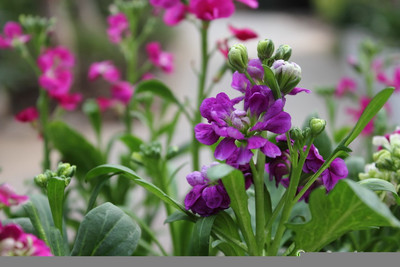 65% OFF on E-Plant Stock winter Stock Seed 50 per packet