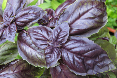 58% OFF on E-plant Red basil seeds Seed 50 per packet