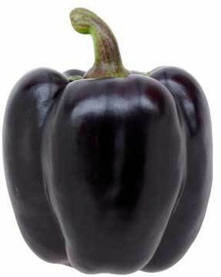 50% OFF on E-plant Black bell pepper seeds Black bellpepper Seed 20 per packet