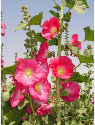 Agricart AGRI05 Hollyhocks Summer Carnival Seed 100 per packet Agricart AGRI05 Hollyhocks Summer Carnival Seed 100 per packet